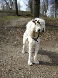 Portrait of white dog running on street