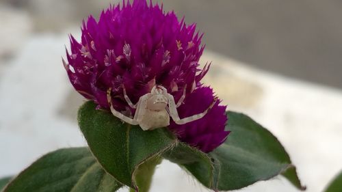 Close-up of purple flower