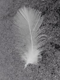 Close-up of feather