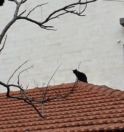 View of a horse on wall