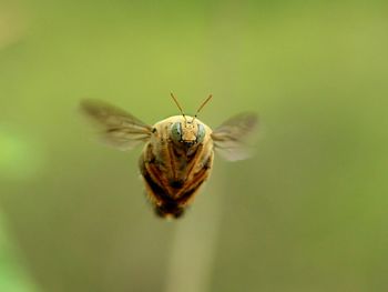 Close-up of insect