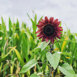 Close-up of red sunflower