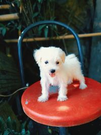 Portrait of puppy sitting on seat