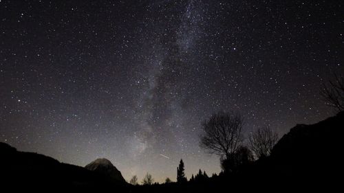 Low angle view of trees against sky at night