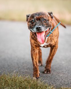 Portrait of dog looking away