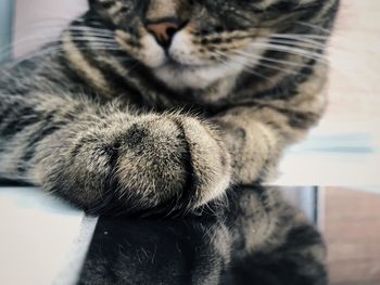 Cropped image of cat leaning on table