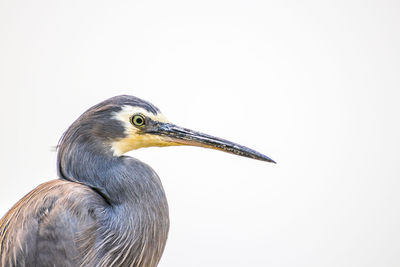 Close-up of a bird against white background