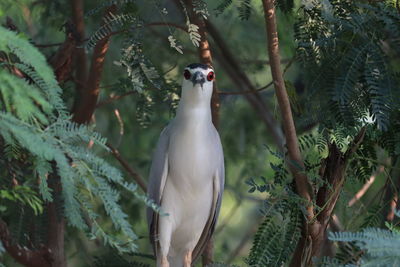 Bird perching on a tree