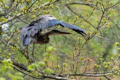 Bird flying in a tree