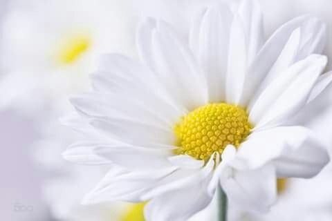 flower, petal, flower head, freshness, fragility, yellow, beauty in nature, pollen, close-up, white color, daisy, growth, nature, single flower, selective focus, stamen, blooming, focus on foreground, in bloom, macro