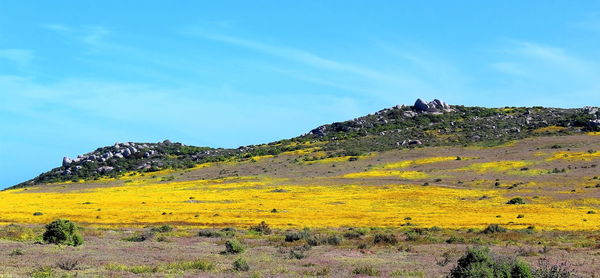 Scenic view of landscape against blue sky