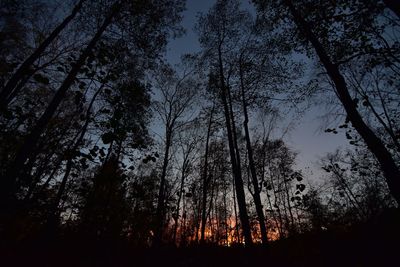 Low angle view of silhouette trees in forest against sky