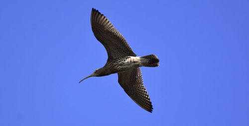 Low angle view of birds flying against blue sky