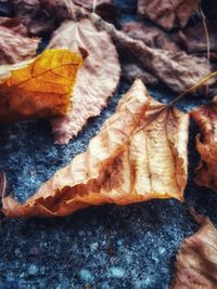 Close-up of dried autumn leaves