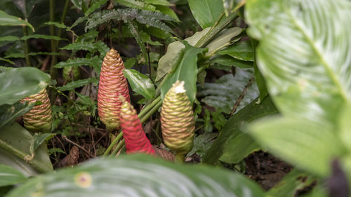 Close-up of vegetables on field