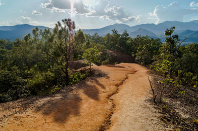 Dirt road passing through forest