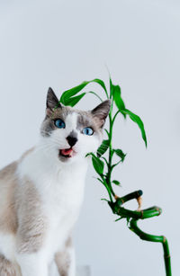 Light gray cat with blue eyes eating houseplant. minimalist photo of domestic cat chewing bamboo. 
