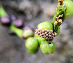 Close-up of fruits growing on plant