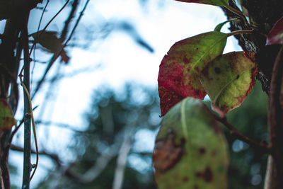 Low angle view of leaves on tree