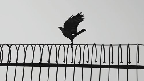 Low angle view of raven on metallic fence against sky