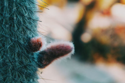 Close-up portrait of woman outdoors