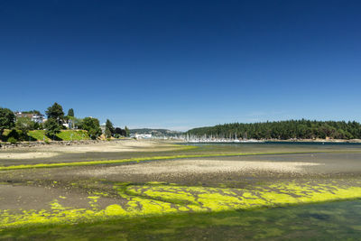 View of trees against clear blue sky