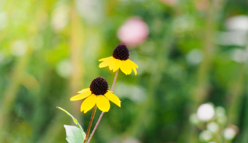 Close-up of yellow flowering plant