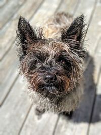 Close-up portrait of a dog