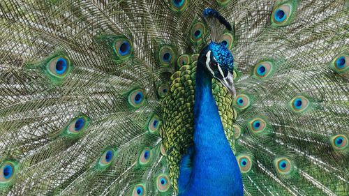 Close-up portrait of peacock