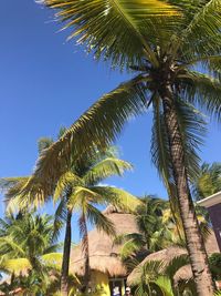 Low angle view of palm trees