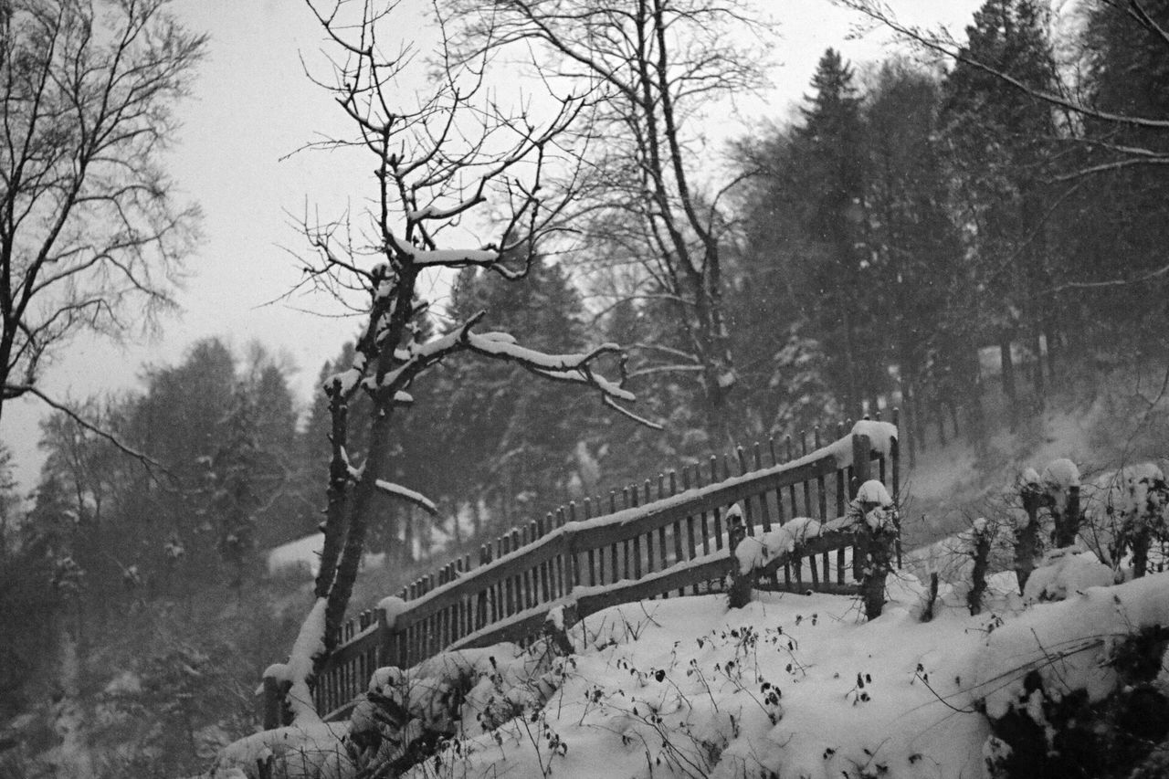 BARE TREES IN PARK DURING WINTER