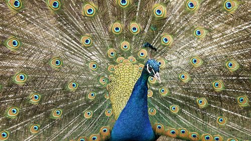 Close-up of peacock