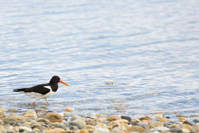 Oystercatcher standing in sea