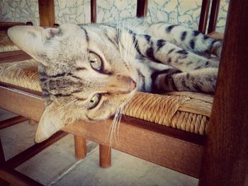 Portrait of cat resting on floor