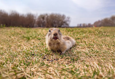 European gopher is looking at camera on the lawn. close-up. portrait of a rodent.