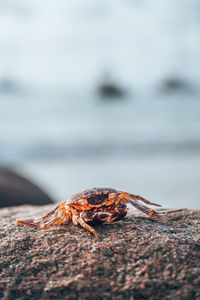 Close-up of insect on rock