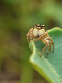 Close-up of jumping spider on leaf