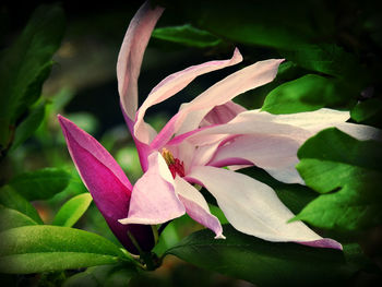 Close-up of pink flower blooming outdoors