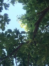 Low angle view of tree in forest against sky