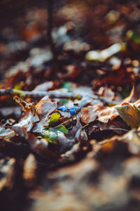 High angle view of dry leaves on field