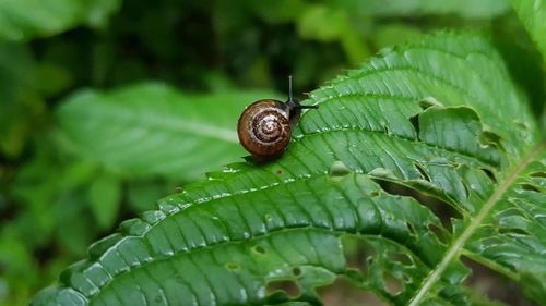 Close-up of snail on plant