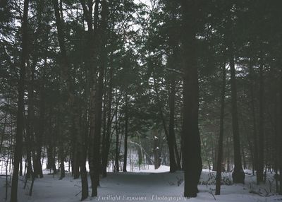 Trees in forest during winter