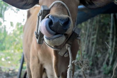 Close-up of cow standing on field