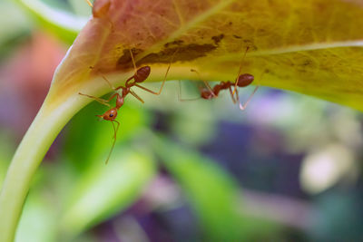 Close-up of ant on leaf