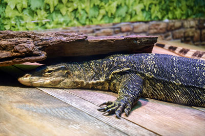 Adult monitor lizard is hid from light under old log. animal's eyes are unblinking. close-up.