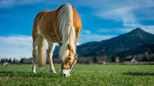 View of horse on field