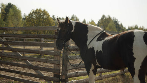 Horse standing in ranch against sky