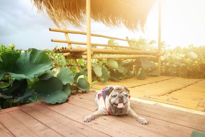 Dog sitting on wooden floor against sky