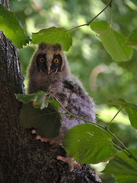 Close-up portrait of a squirrel on tree