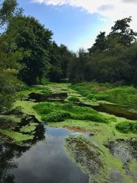 Scenic view of lake in forest against sky